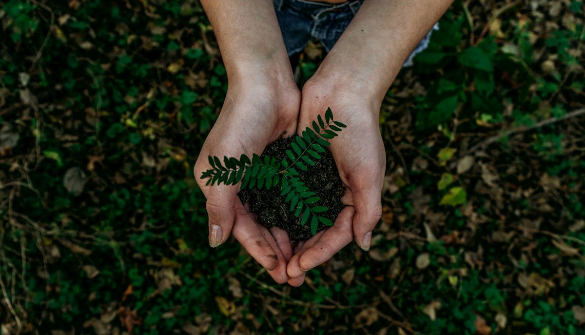 Green leaves representing sustainable living